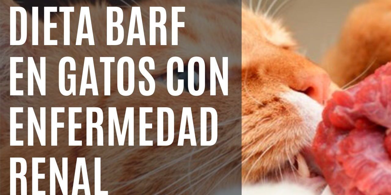https://recetasbarf.com/wp-content/uploads/2022/08/dieta-barf-gatos-enfermedad-renal-1280x640.jpg