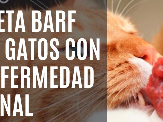 https://recetasbarf.com/wp-content/uploads/2022/08/dieta-barf-gatos-enfermedad-renal-640x480.jpg