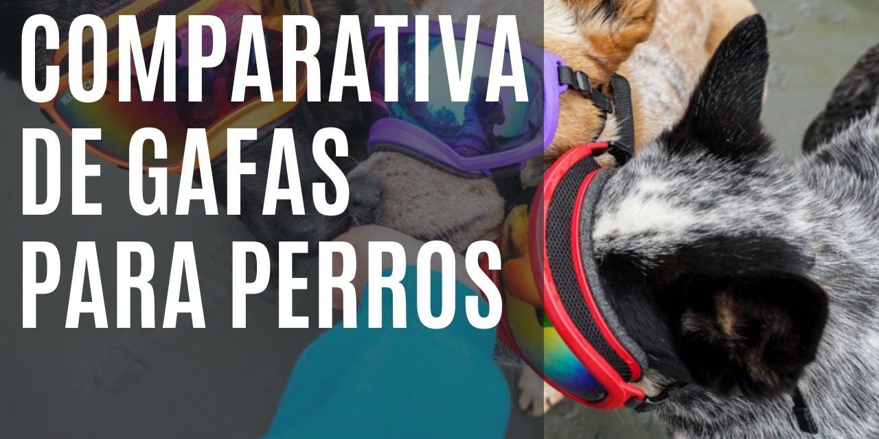 https://recetasbarf.com/wp-content/uploads/2022/08/gafas-para-perros-1280x640.jpg