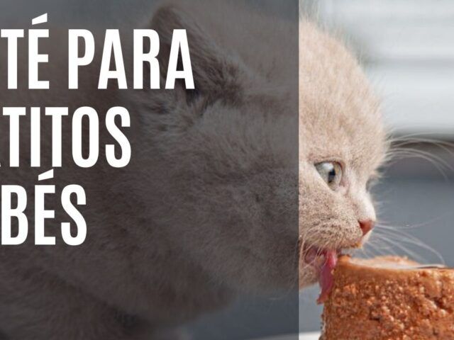 https://recetasbarf.com/wp-content/uploads/2022/08/pate-para-gatos-bebes-640x480.jpg