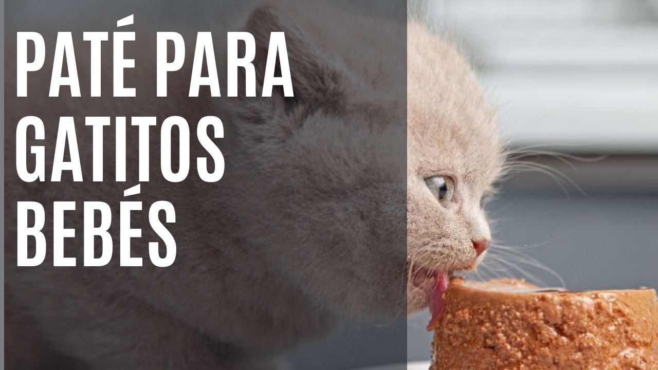 https://recetasbarf.com/wp-content/uploads/2022/08/pate-para-gatos-bebes.jpg