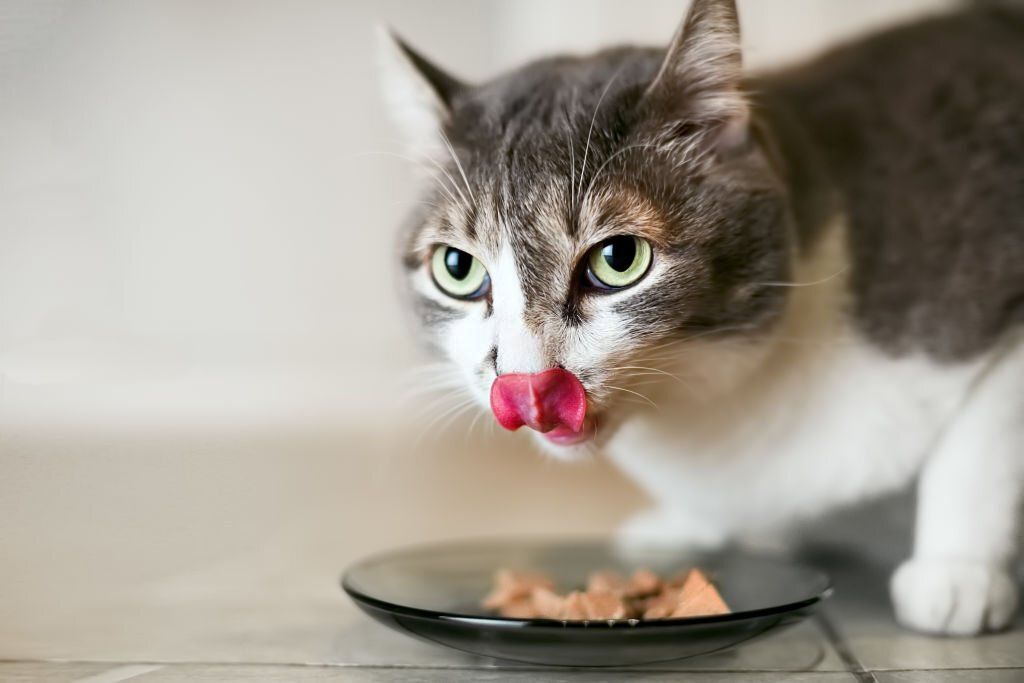 comida sin cereales para gatos natural