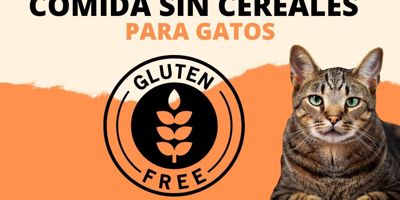 https://recetasbarf.com/wp-content/uploads/2022/09/comida-sin-cereales-para-gatos-1280x640.jpg