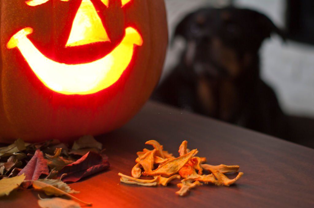 snacks de halloween para perros