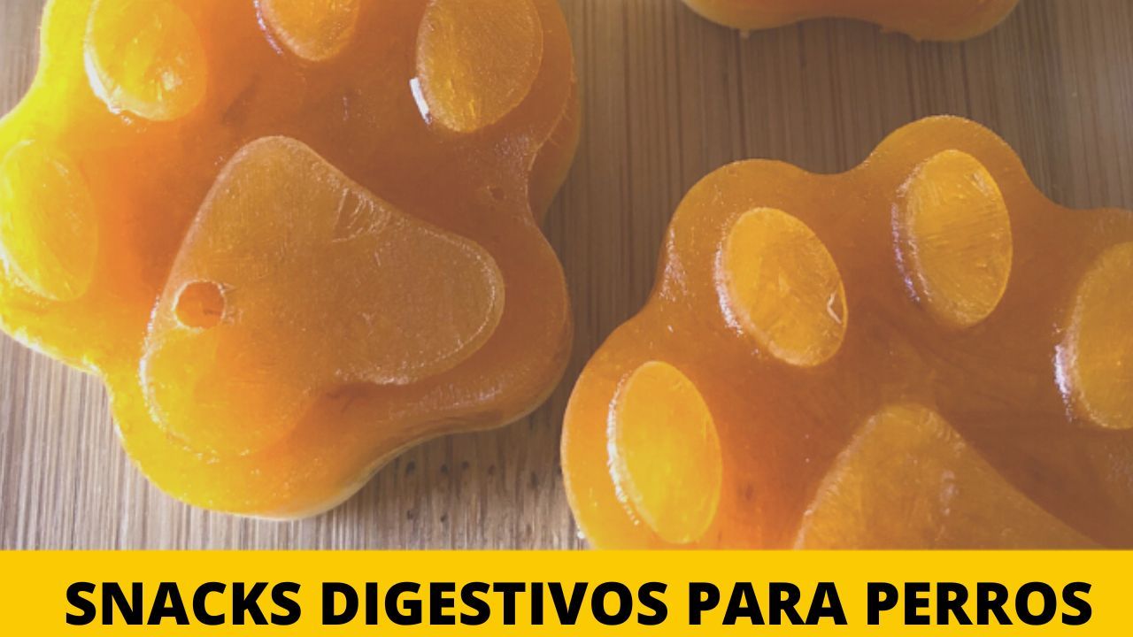 https://recetasbarf.com/wp-content/uploads/2022/09/snacks-digestivos-para-perros.jpg