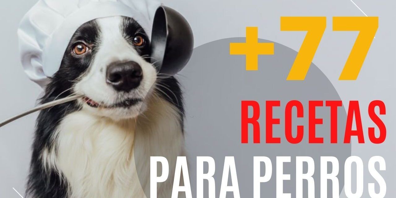 https://recetasbarf.com/wp-content/uploads/2022/10/comida-casera-para-perros-1280x640.jpg