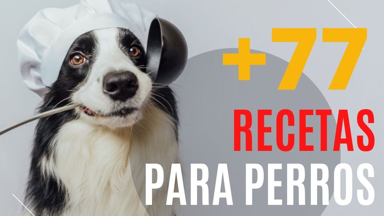 https://recetasbarf.com/wp-content/uploads/2022/10/comida-casera-para-perros.jpg