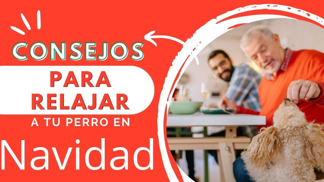 relajar perros en navidad