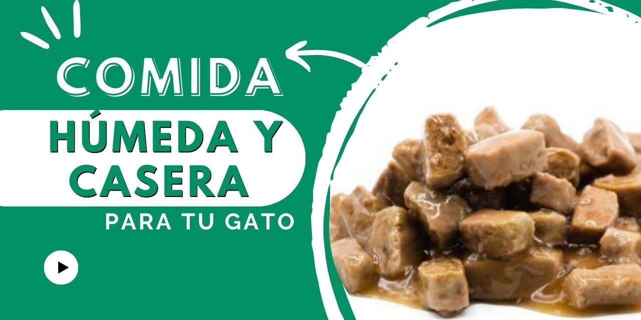 https://recetasbarf.com/wp-content/uploads/2022/11/comida-humeda-casera-para-gatos-1280x640.jpg