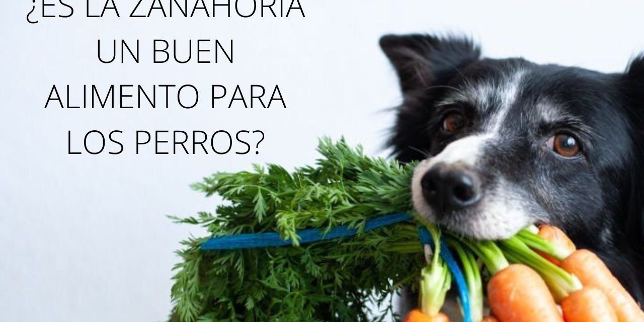 https://recetasbarf.com/wp-content/uploads/2023/01/zanahoria-para-perros-1280x640.jpg