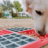 perro comiendo en comedero antivoracidad