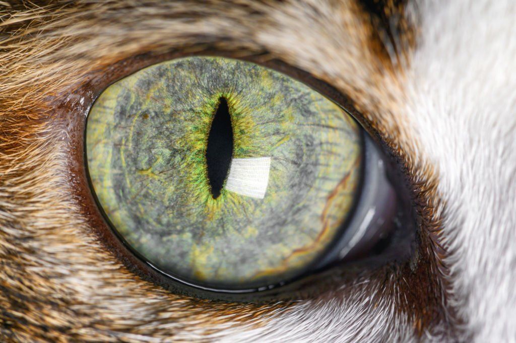 ojo de gato de cerca