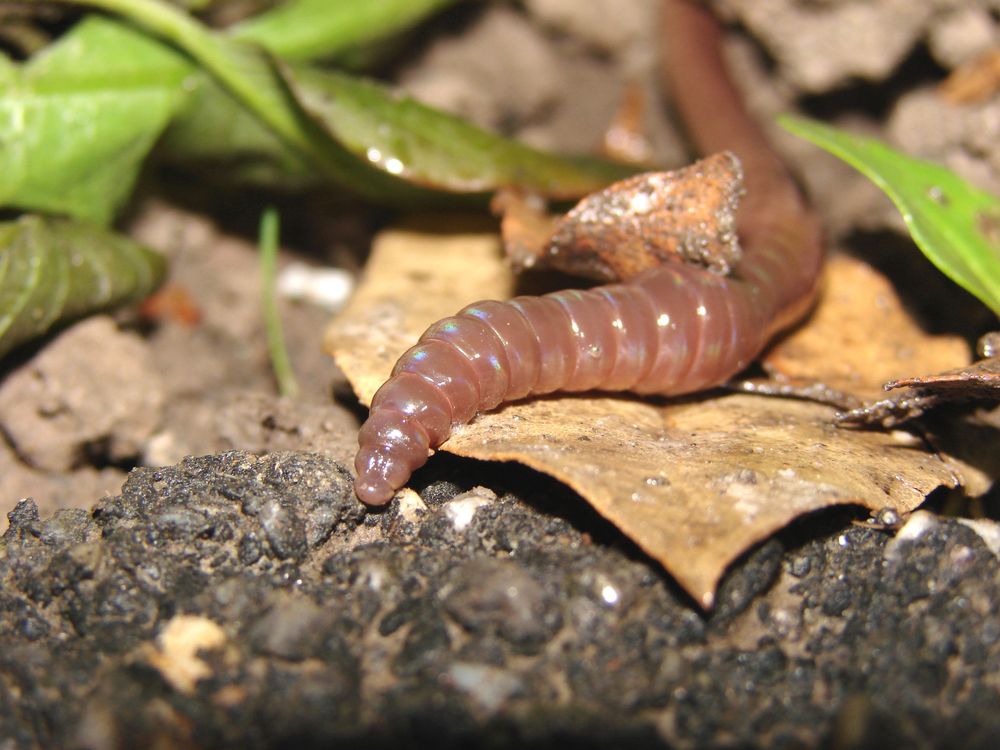 ¿Los perros pueden comer insectos? 6 ¿Los perros pueden comer insectos?