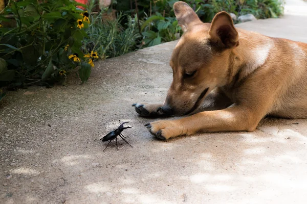 puede un perro comer escarabajos