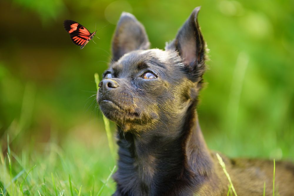 pueden los perros comer mariposas