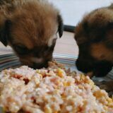 cachorros de 1 mes comiendo comida casera