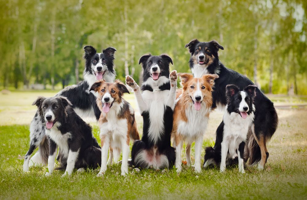 imagen del articulo sobre magnesio para perros