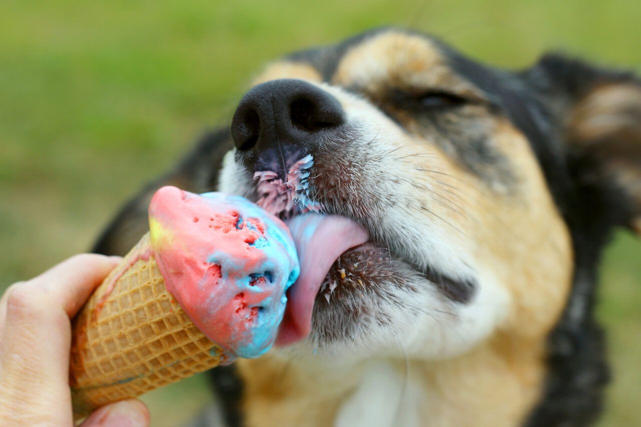 perro comiendo helado para humanos que no debe comer
