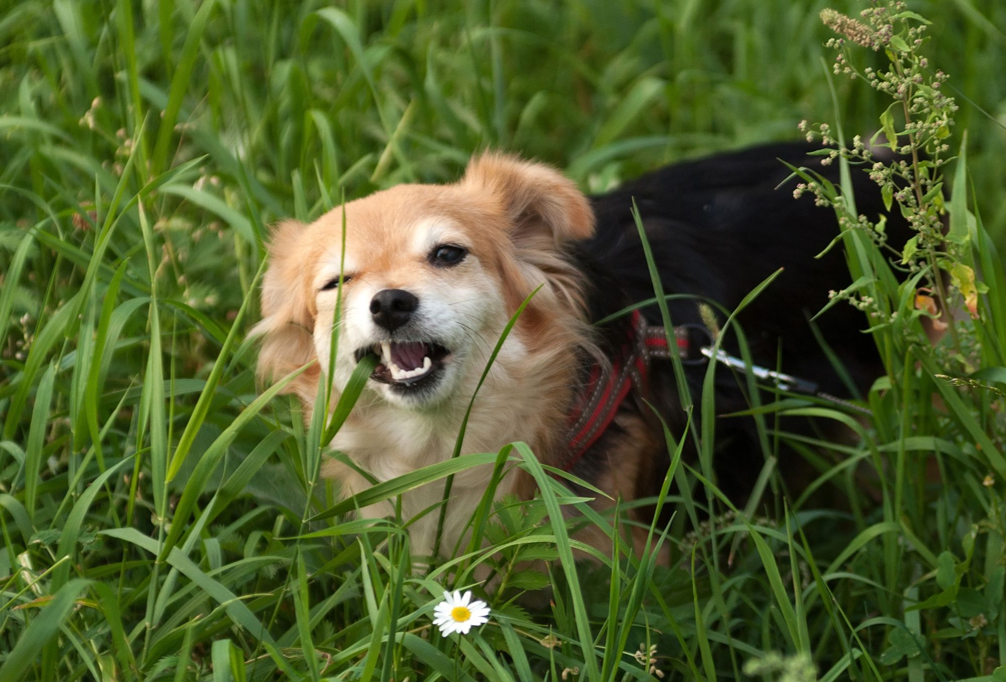 perro comiendo hierba