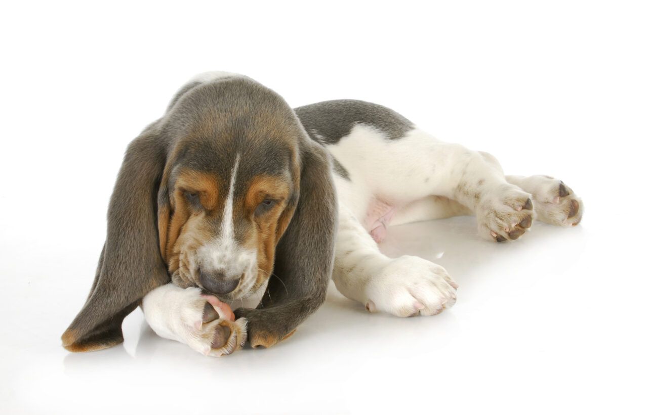 perro lame sus patas alergia