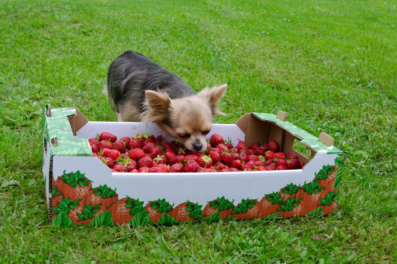 perro olisqueando fresas