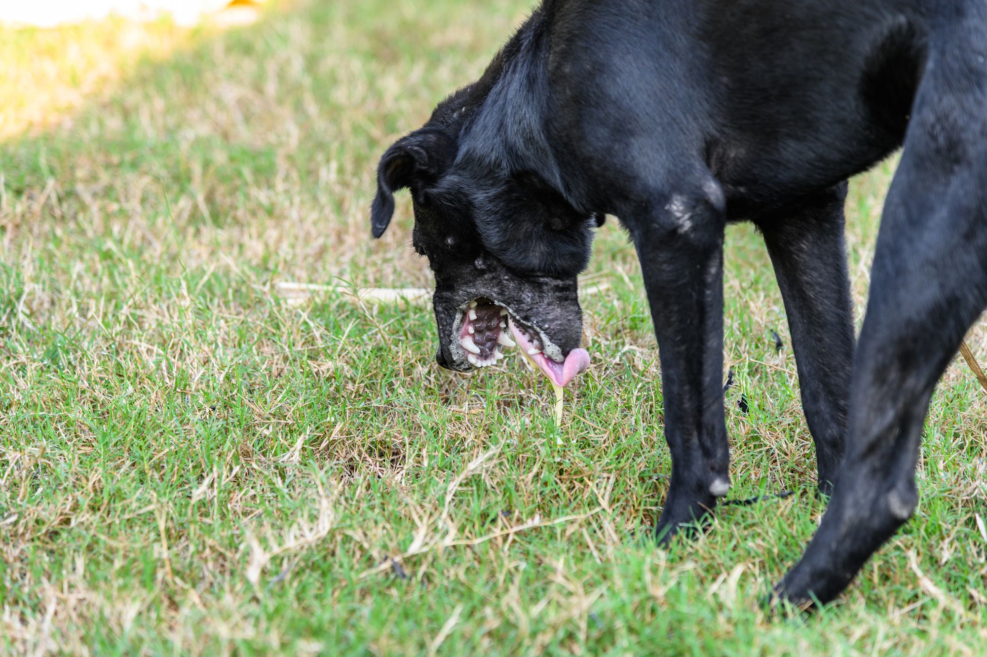 perro vomitando tras comer hierba