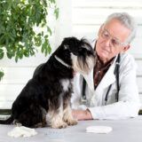 Descubre con qué edad puedes asegurar a tu perro