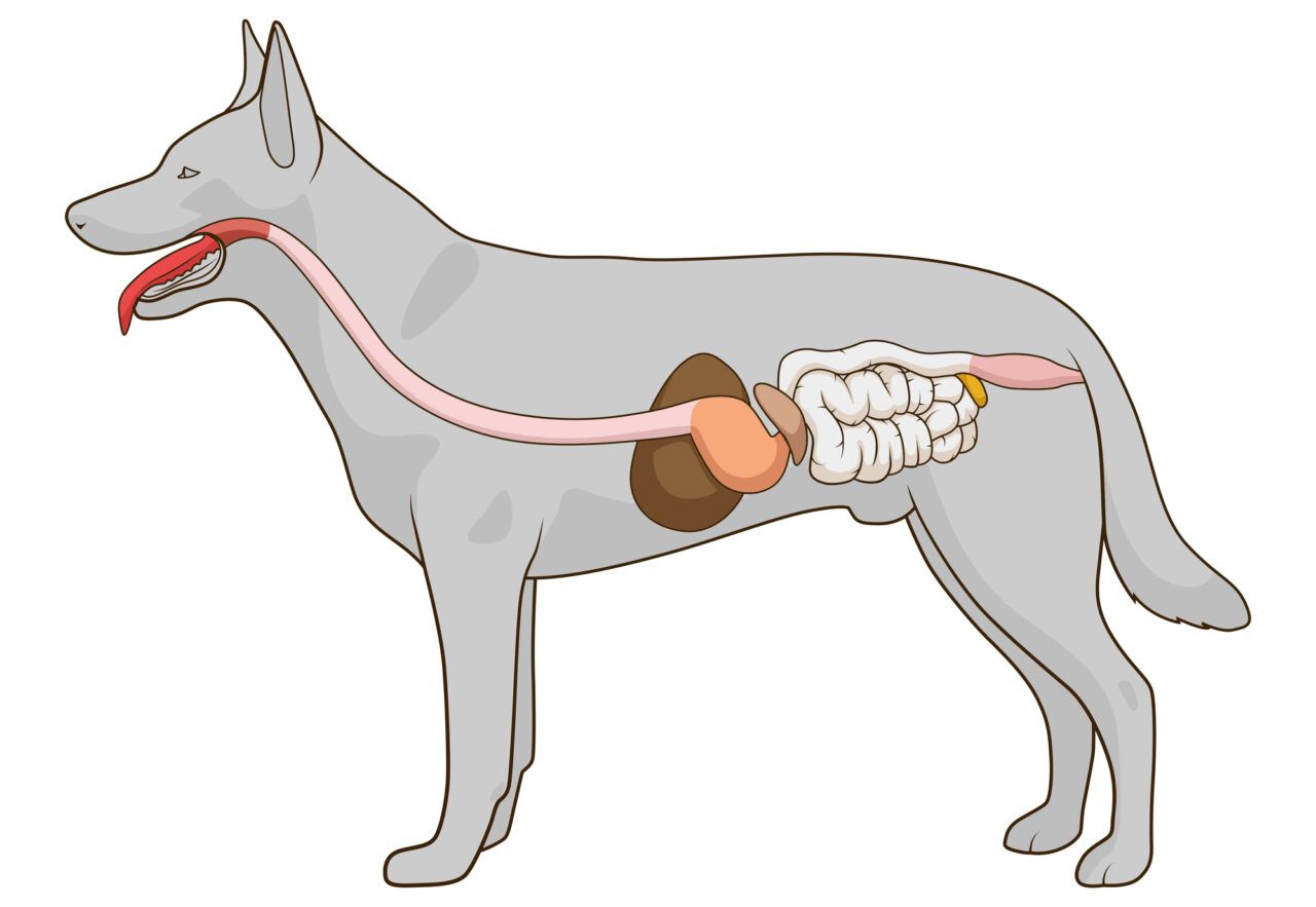 El sistema digestivo del perro 2 sistema digestivo del perro imagen e1686835757649