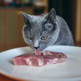 gato come carne de cerdo