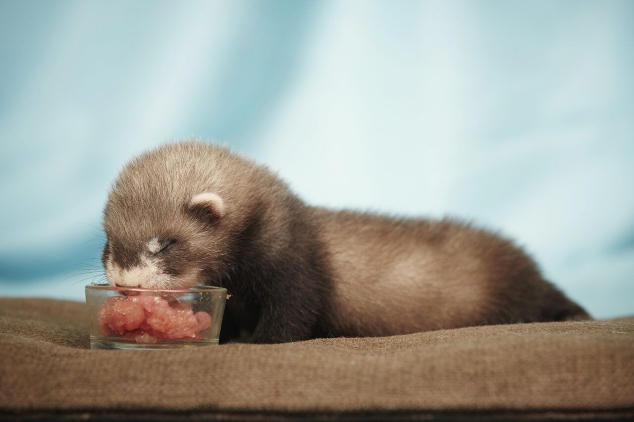 ¿Cómo cuidar un hurón bebé? 3 huron bebe comiendo carne