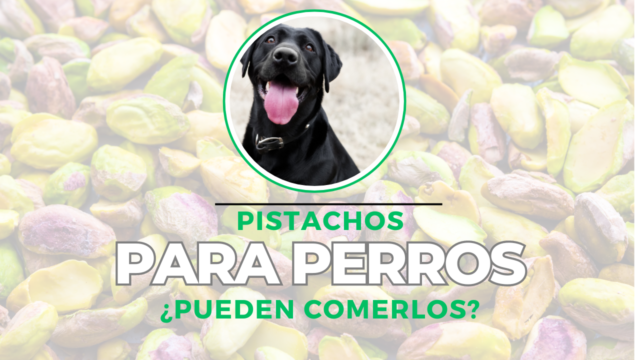Le Puedo Dar Pistachos A Mi Perro recetasbarf.com