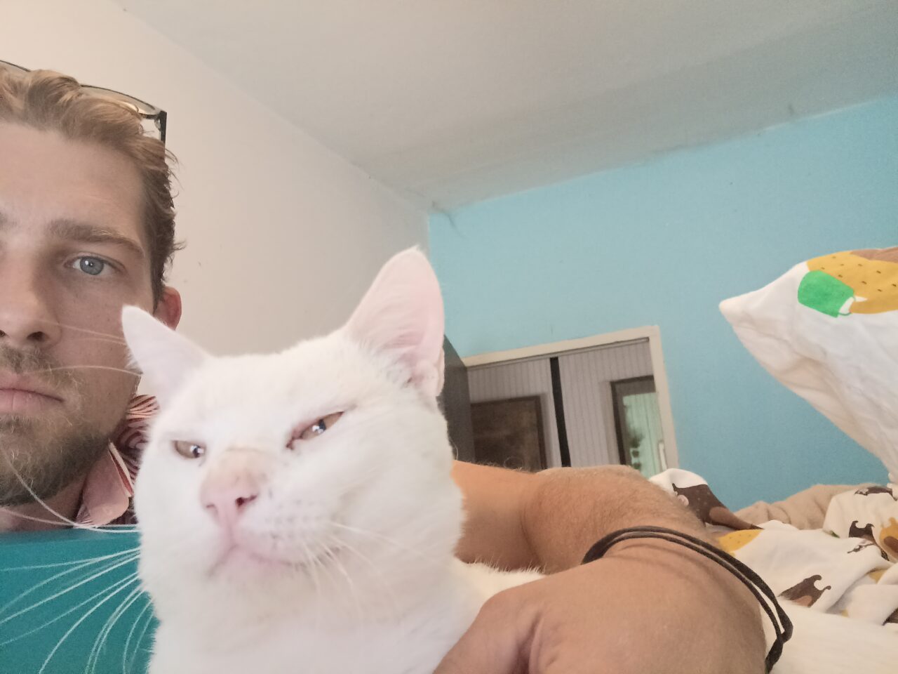Por qué adoptar un gato es mejor que comprarlo 3 gato zen