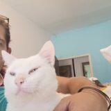 gato zen