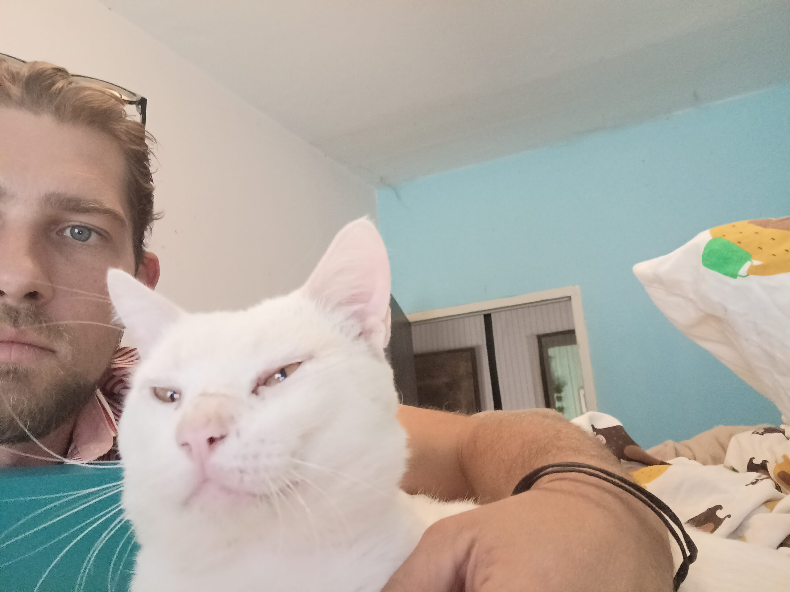 gato zen scaled