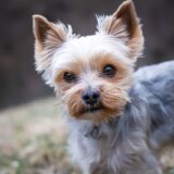 perro toy