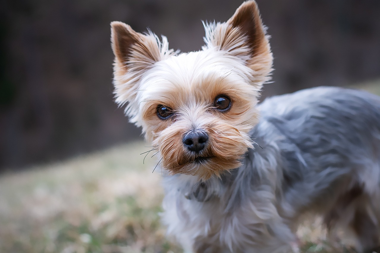 Receta BARF de pavo y batata para perros Toy