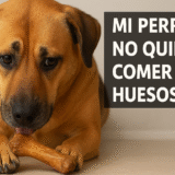 mi perro no quiere comer huesos