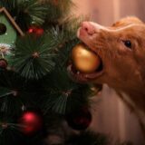 perro destroza arbol de navidad