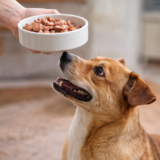 como ensenar a tu perro a esperar la comida