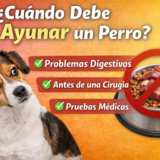 cuando debe ayunar un perro