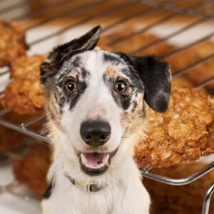 galletas de pollo para perros