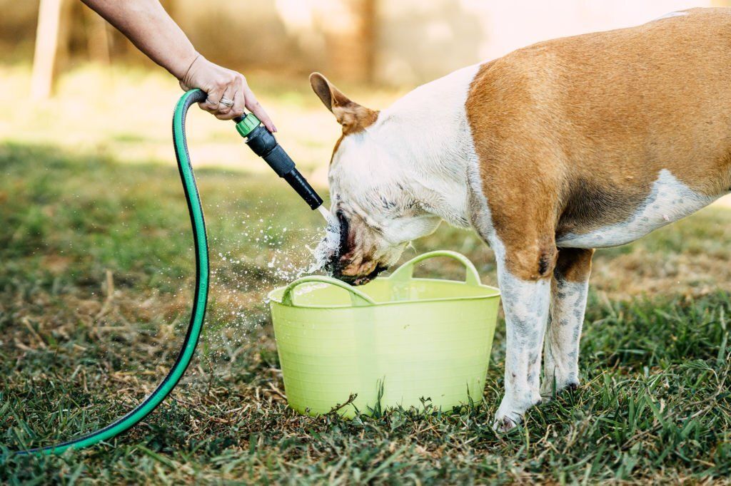 agua fresca y limpia perro