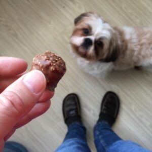 receta de chocolate para perros