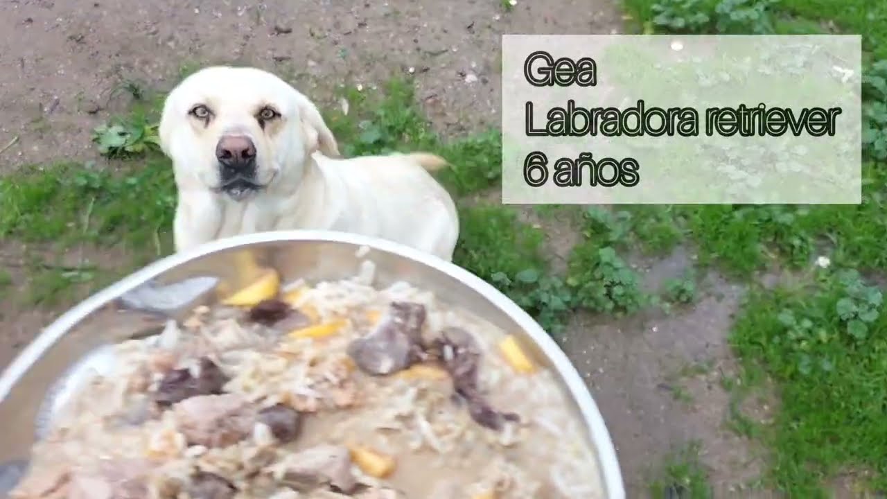 cantidad comida cocinada perros