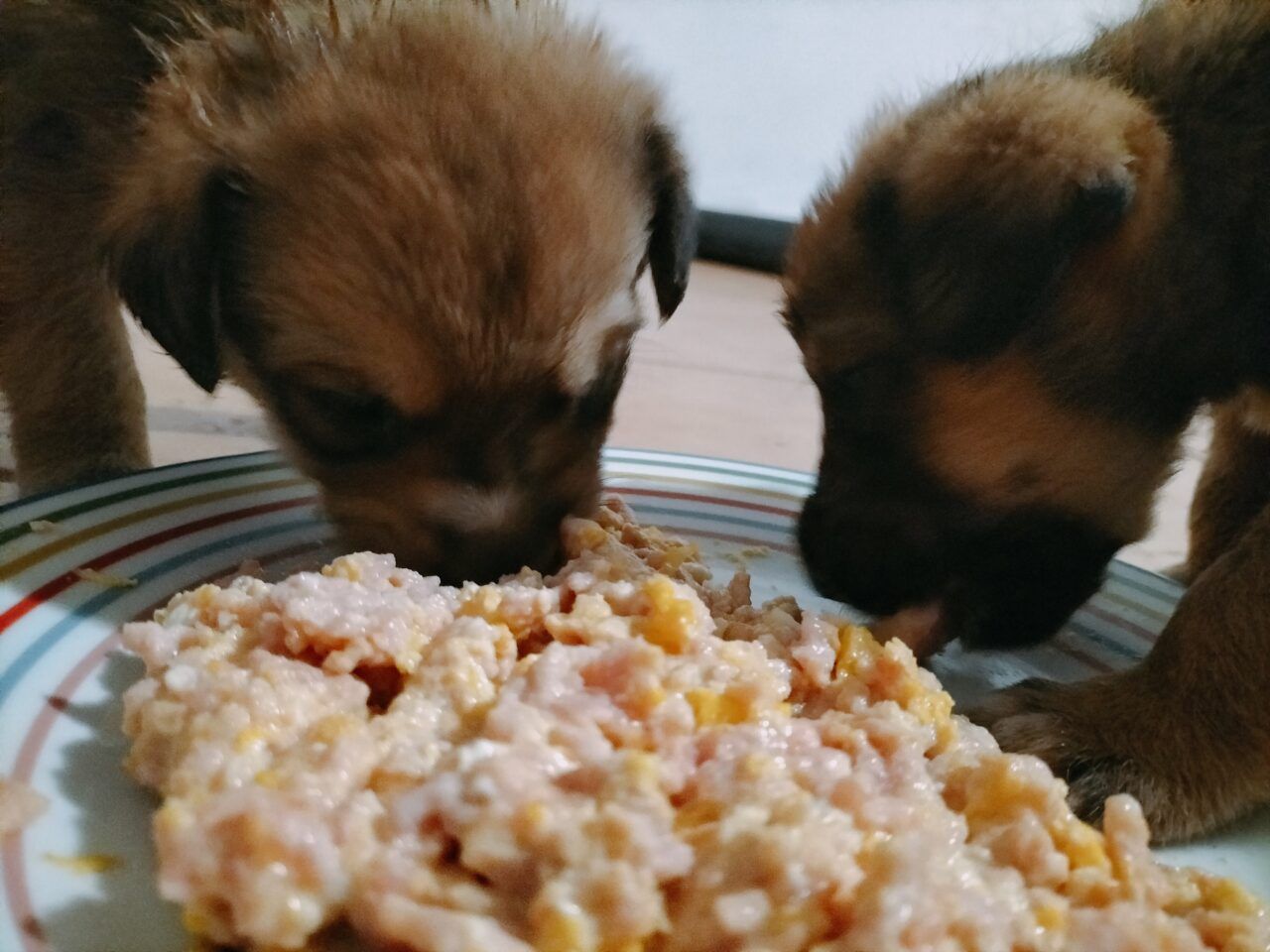 cachorros de 1 mes comiendo comida casera