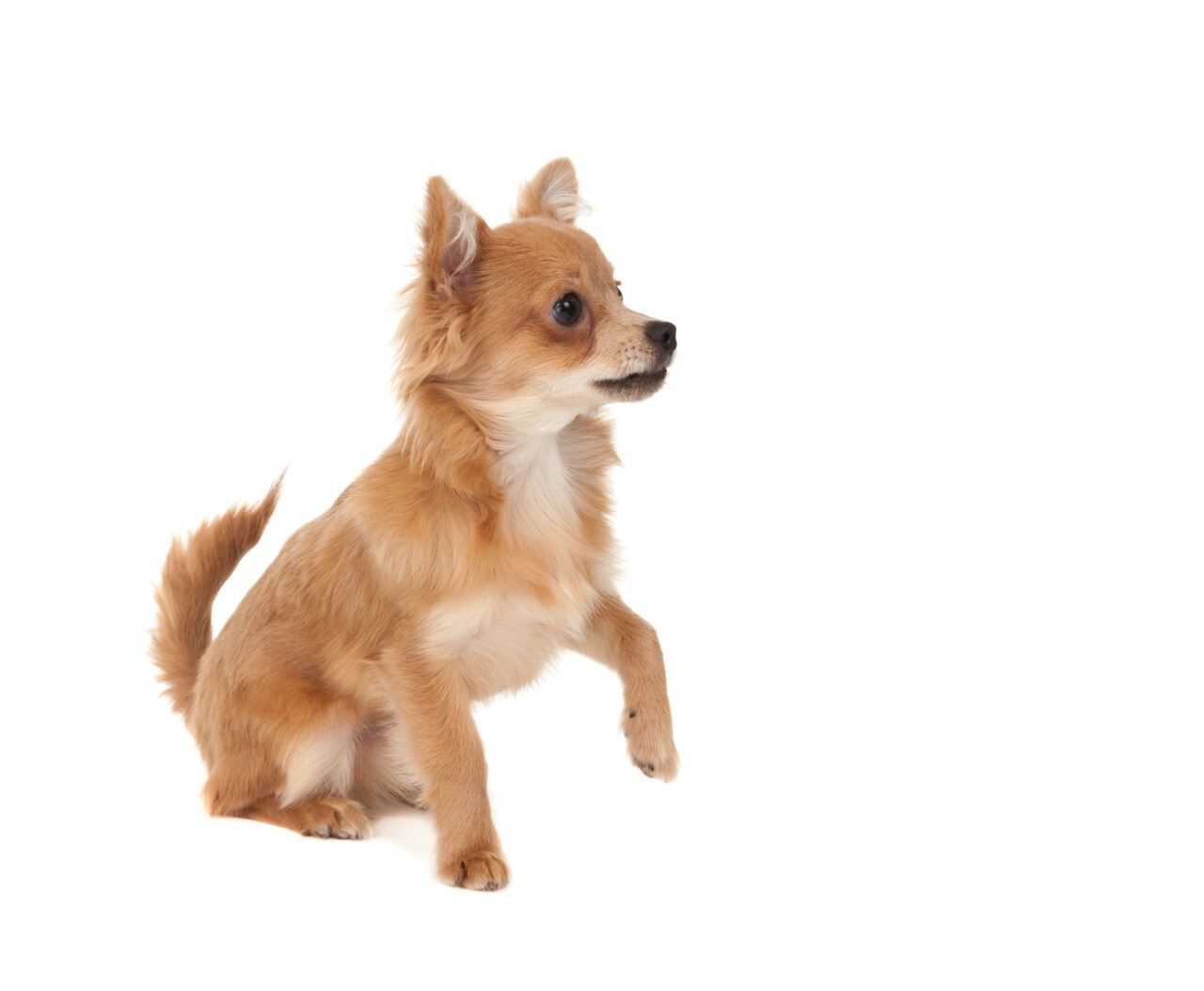identificar tendinitis en perro