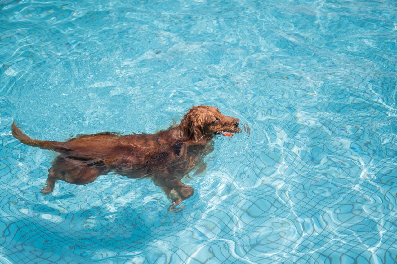 tendinitis piscina perro