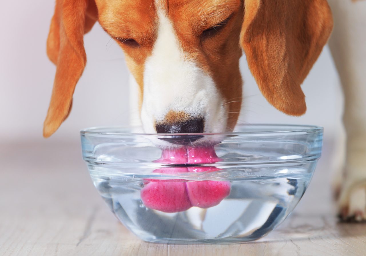 perro bebiendo mucha agua